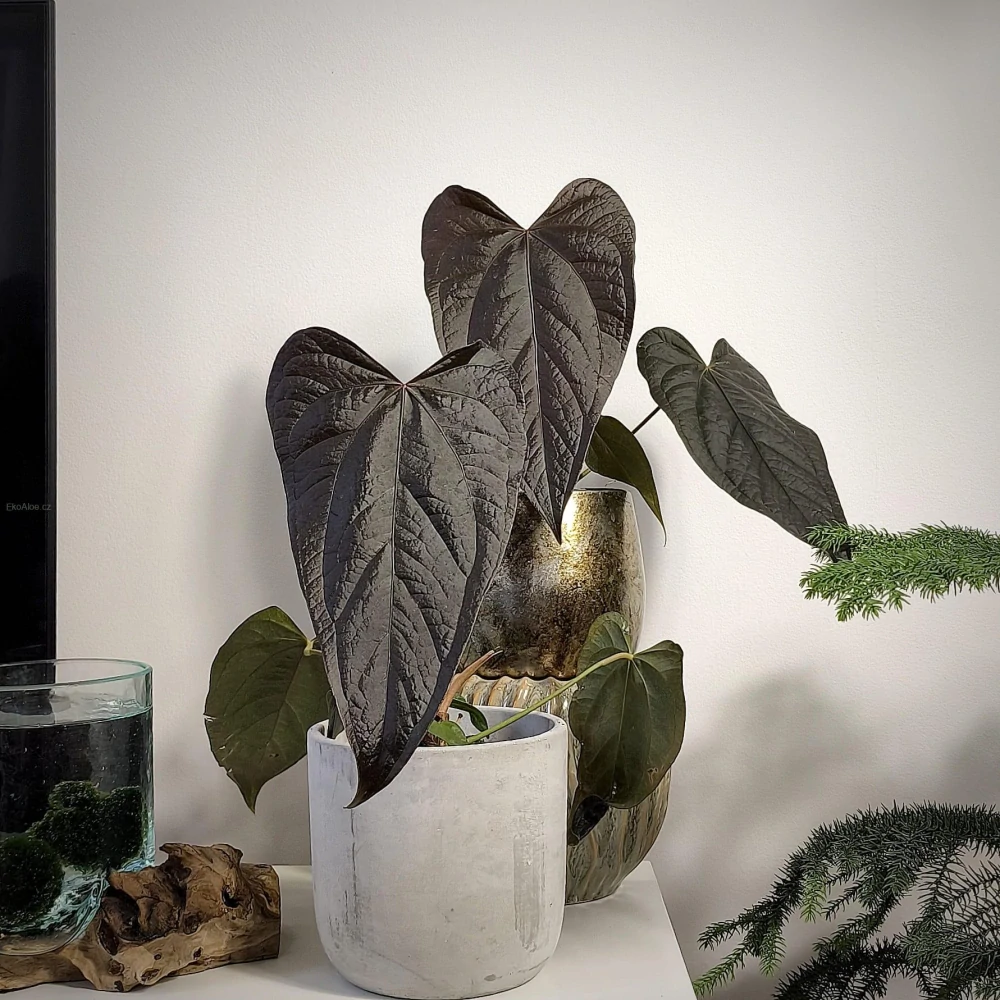 Anthurium Queen of Hearts