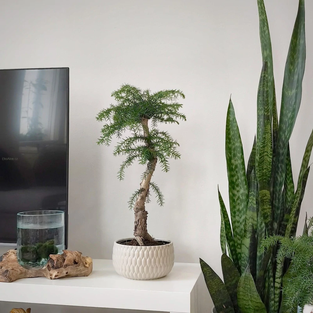 Araucaria Cunninghamii Bonsai