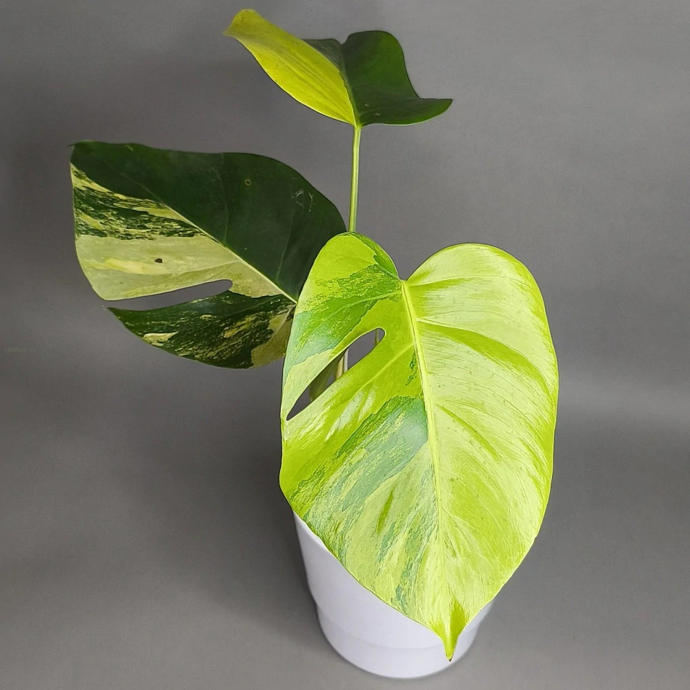 Monstera Aurea (Marmorata)