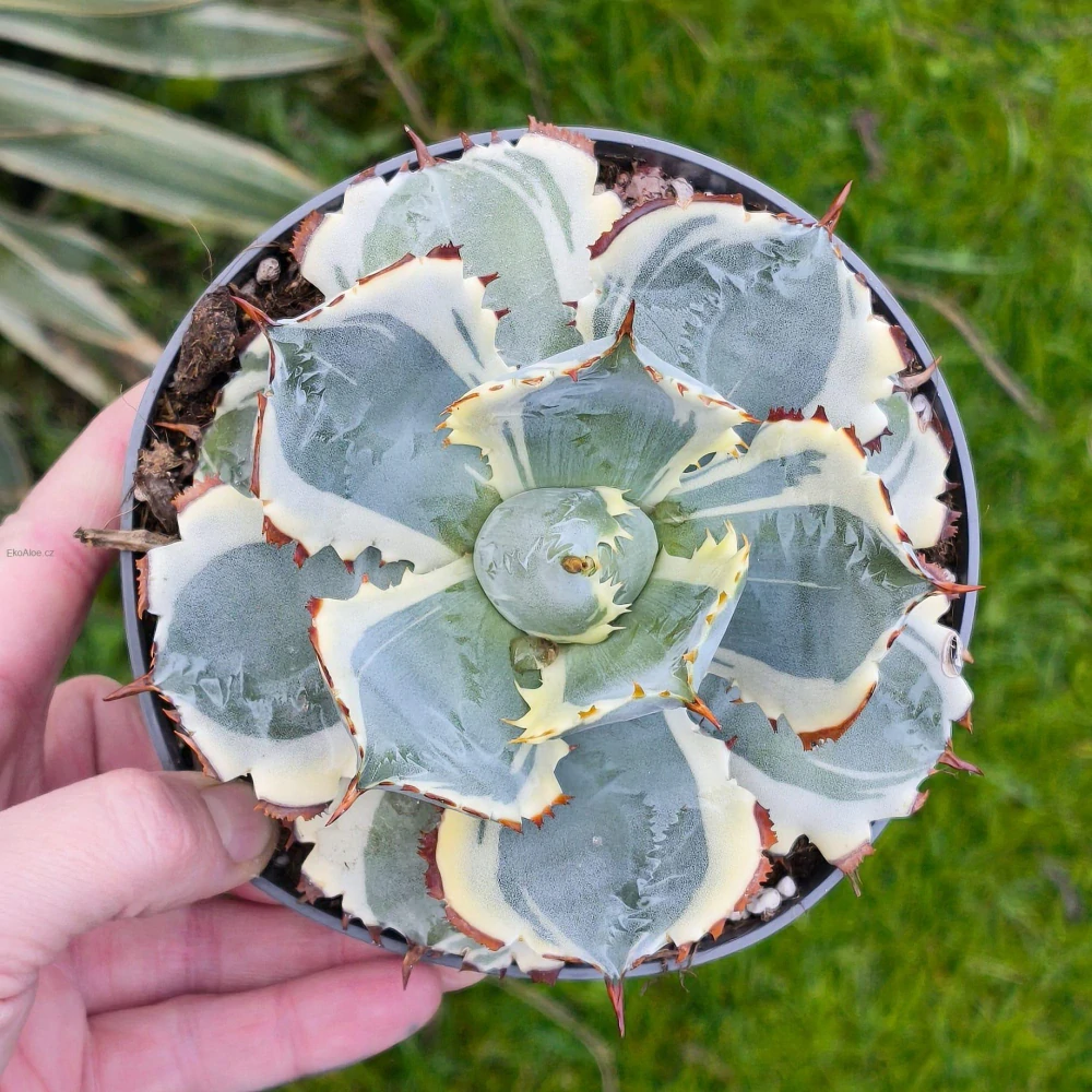 Agave potatorum Kissho Kan