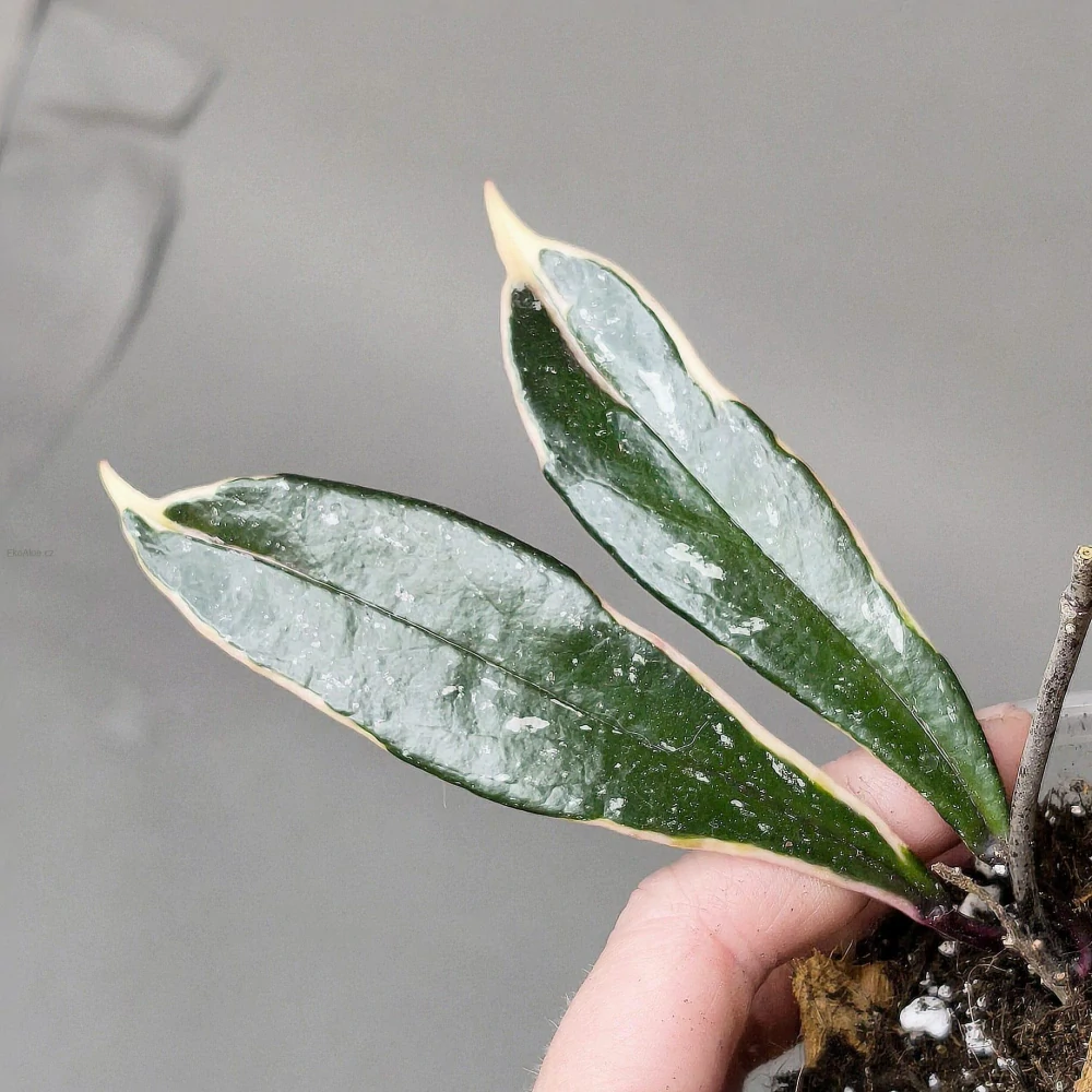 Hoya Pubicalyx Pink Silver albomarginata splash