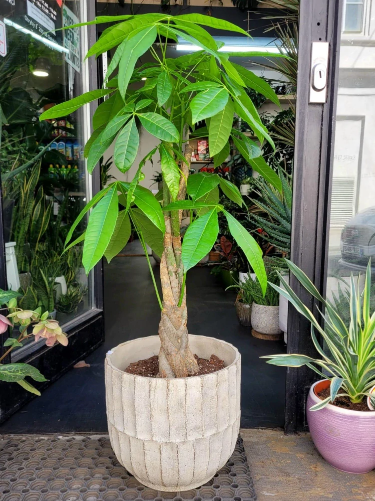 Pachira aquatica XL