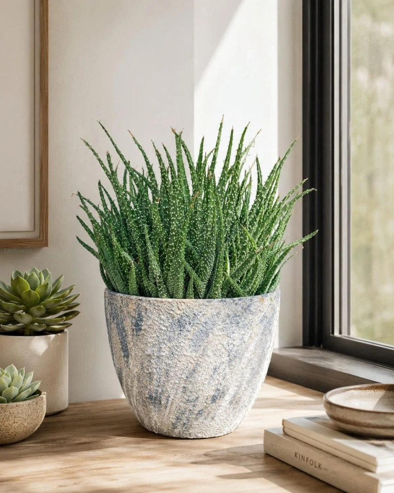 Aloe Humilis