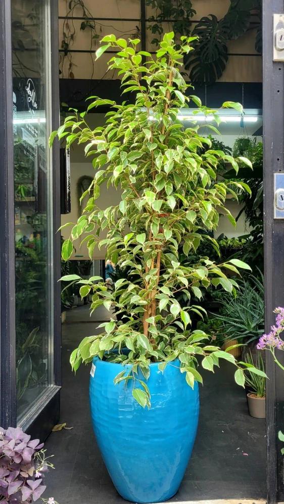 Ficus benjamina Golden King