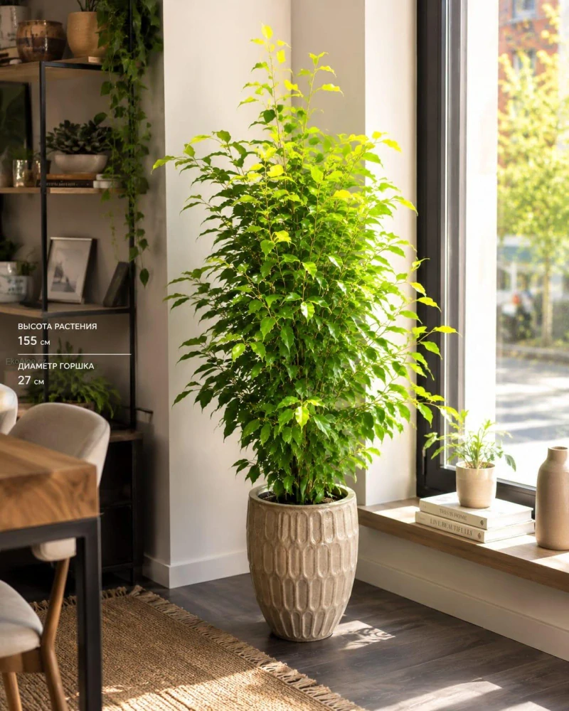 Ficus Benjamina Golden Moique XXL