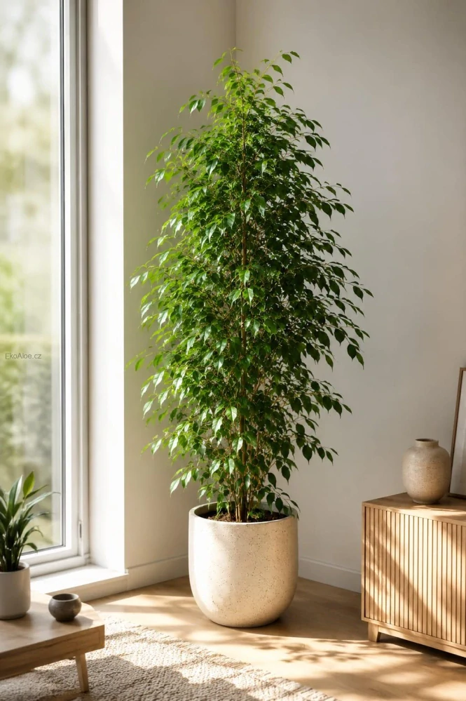Ficus Benjamina Danielle XXL