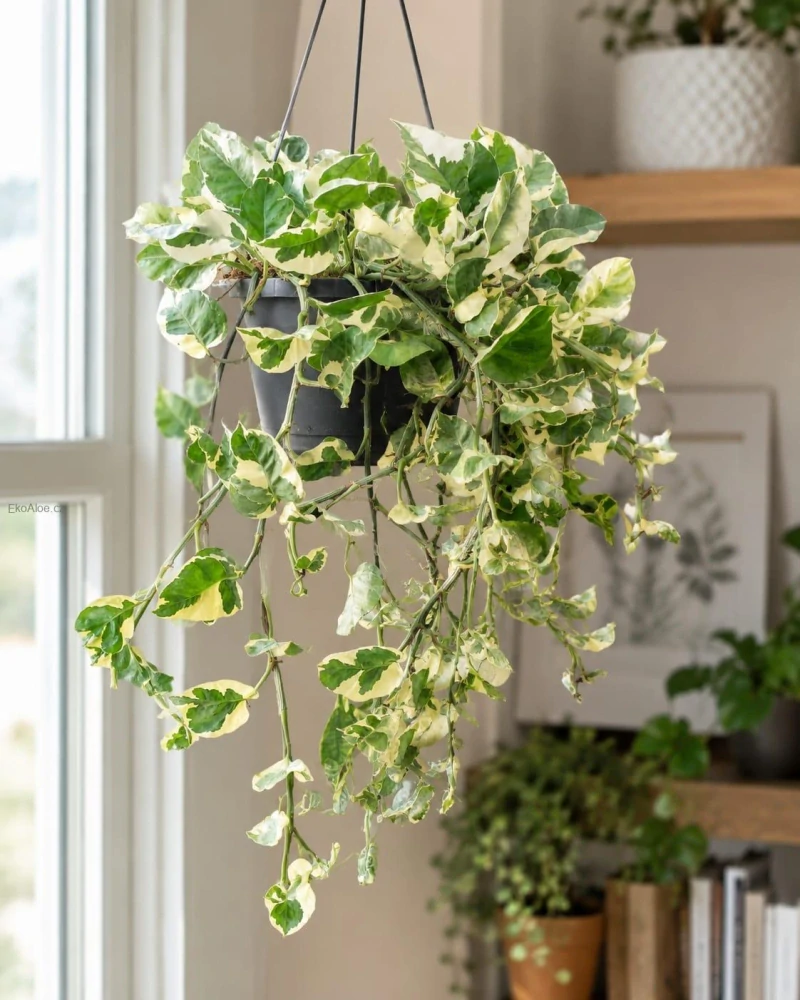 Epipremnum aureum N Joy v závěsu