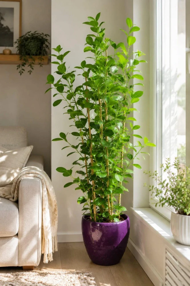 Ficus microcarpa Moclame