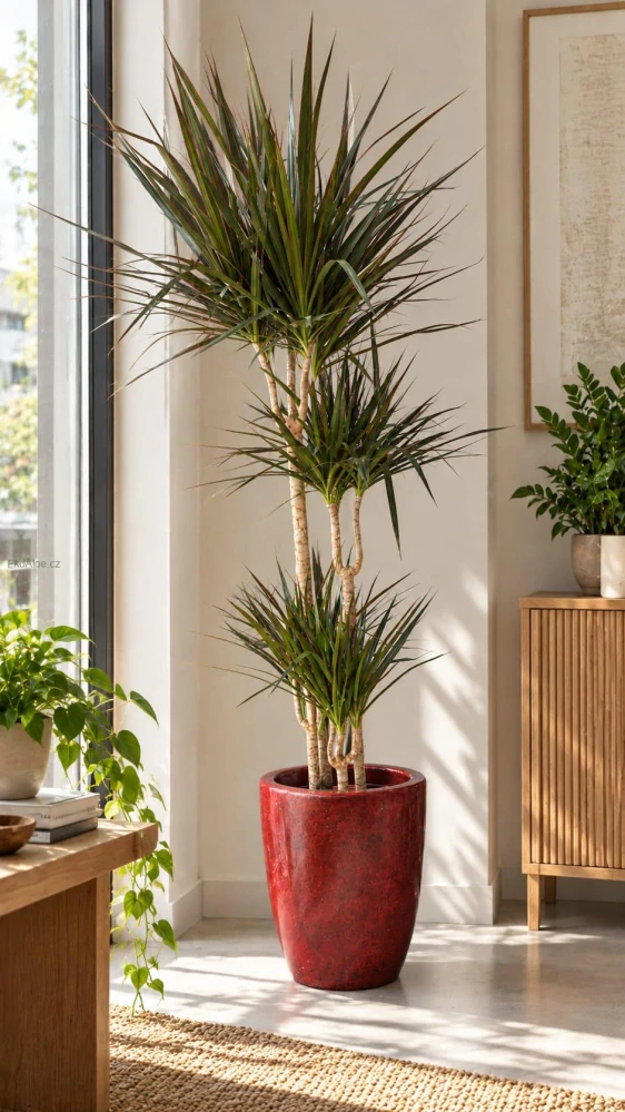 Dracaena marginata XXL