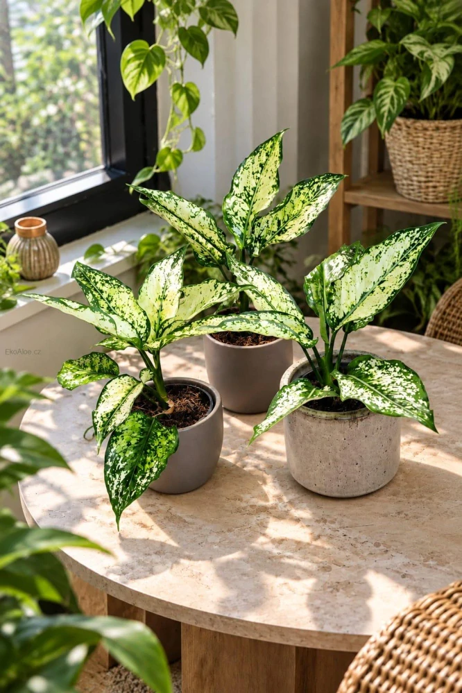 Aglaonema Spring Snow