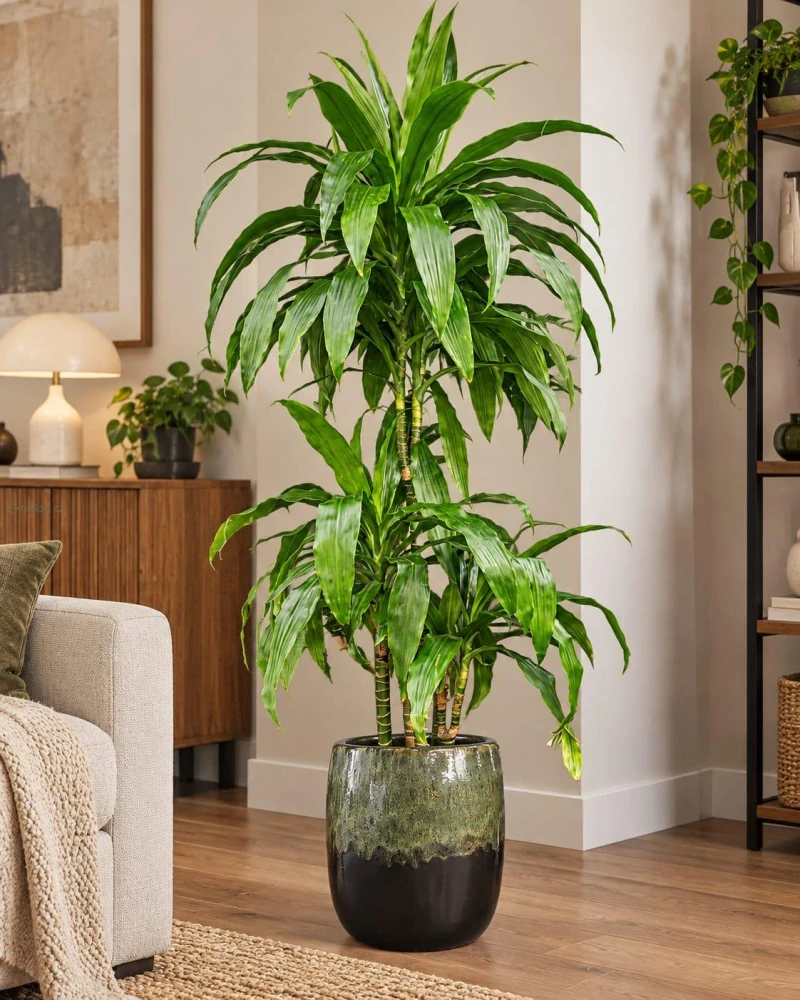 Dracaena fragrans Janet Lind XL