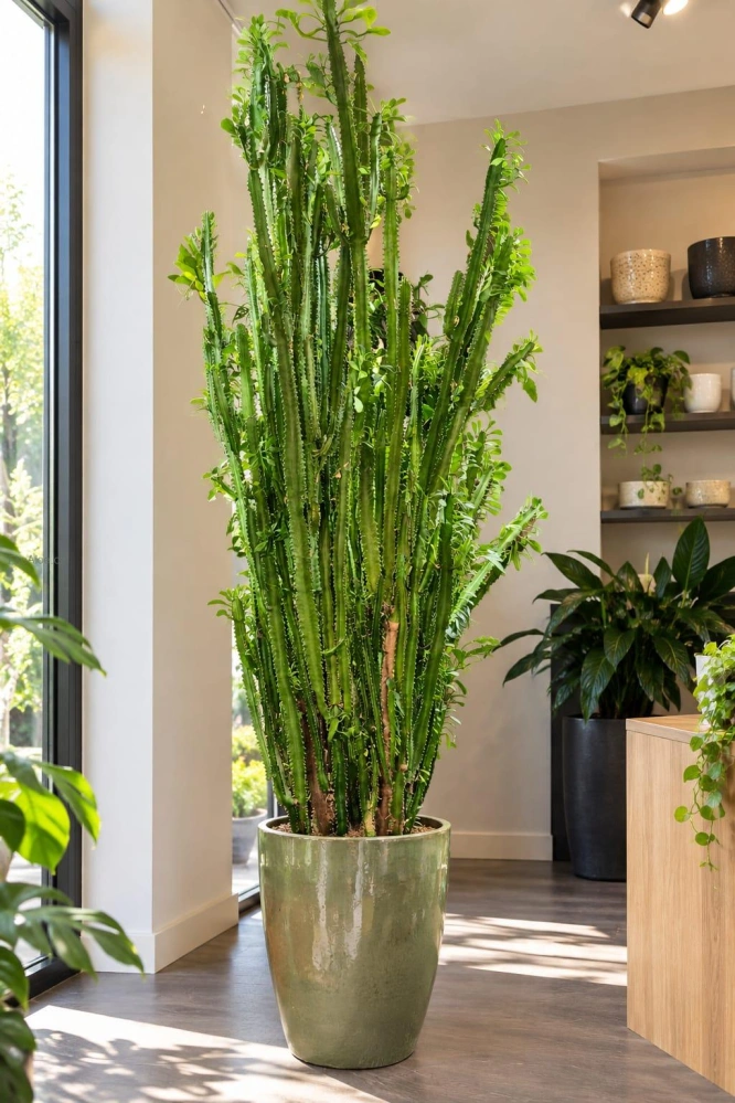 Euphorbia trigona XXL