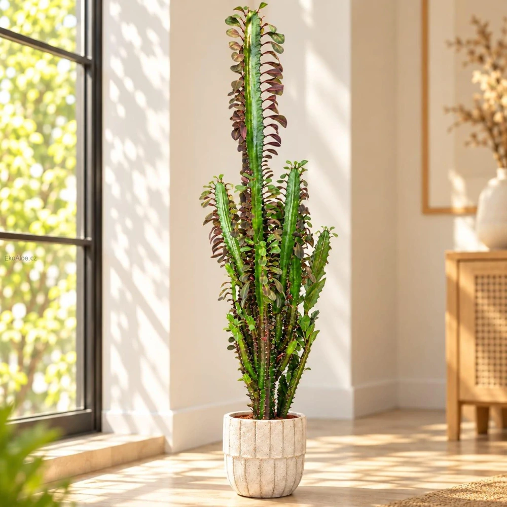 Euphorbia trigona 'Rubra' – Pryšec trojhranný