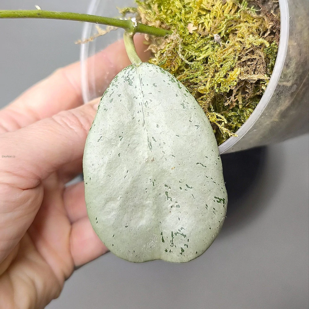 Hoya sp. Chiang Dao (Silver)