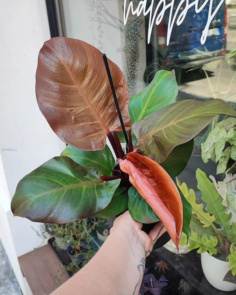 Philodendron erubescens Red cherry