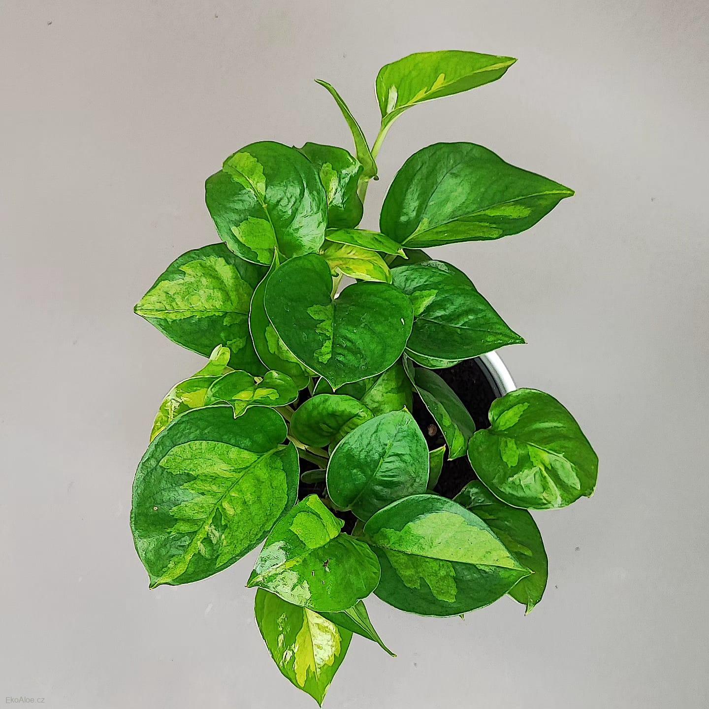 Epipremnum aureum Global green