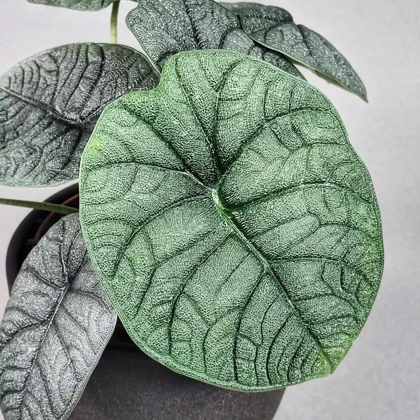 Alocasia Melo
