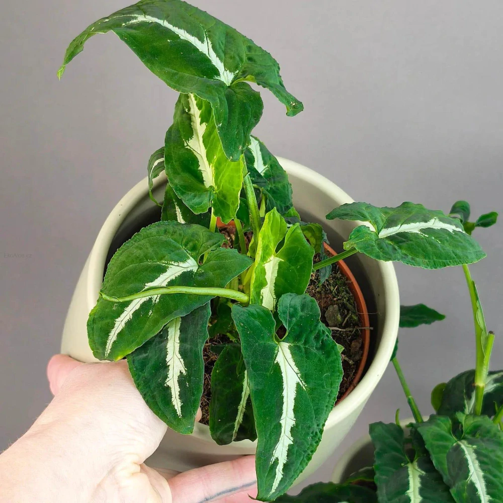 Syngonium Wendlandii