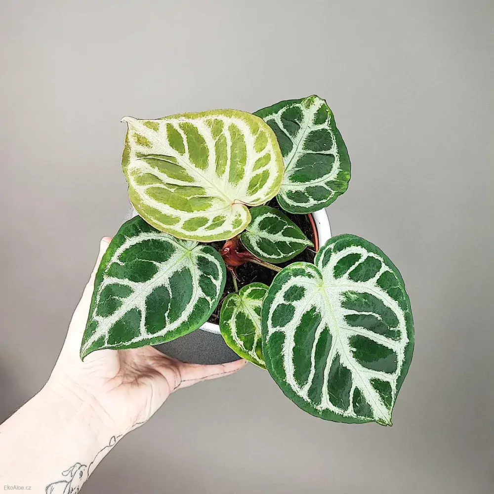 Anthurium silver Blush