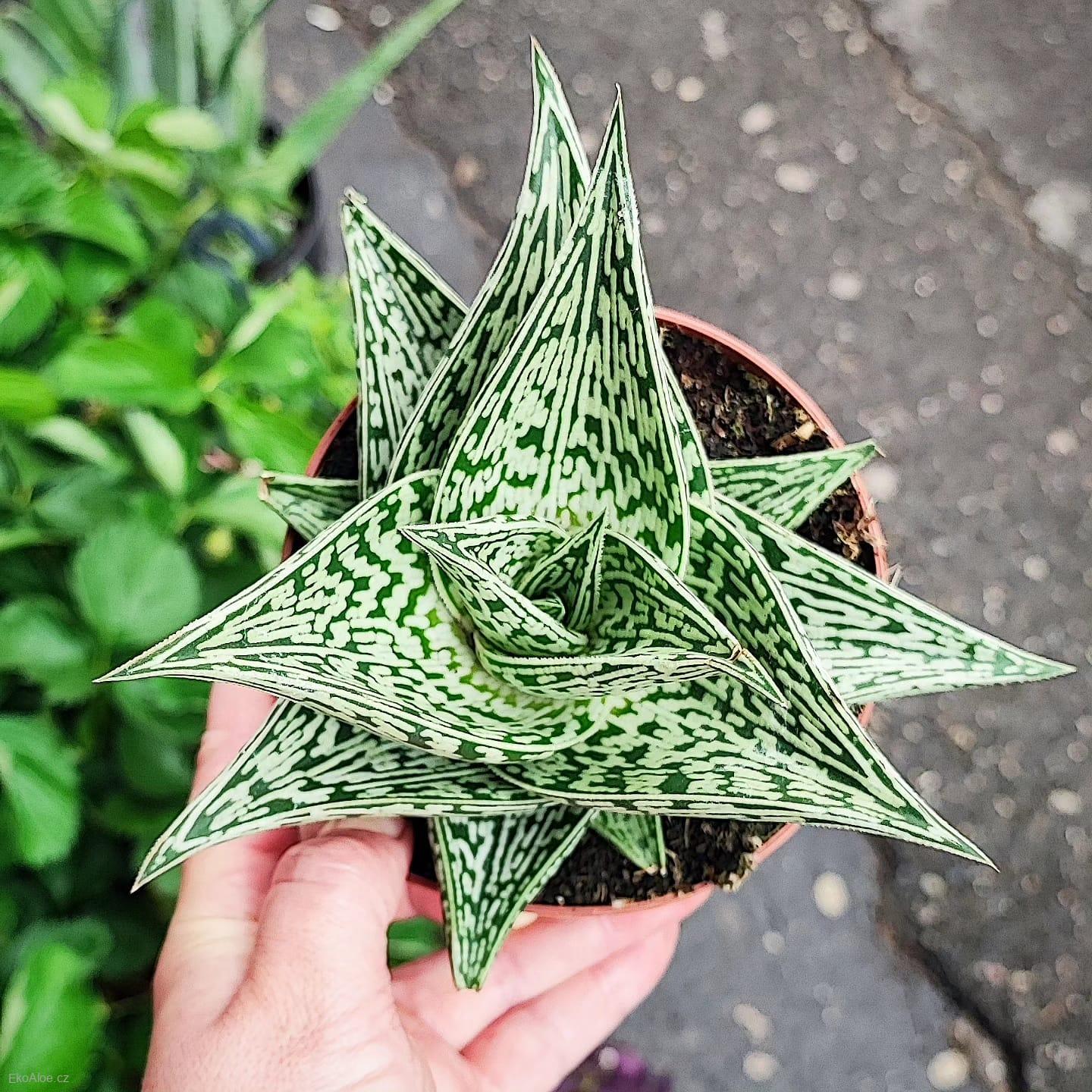 Aloe Variegata Tribal