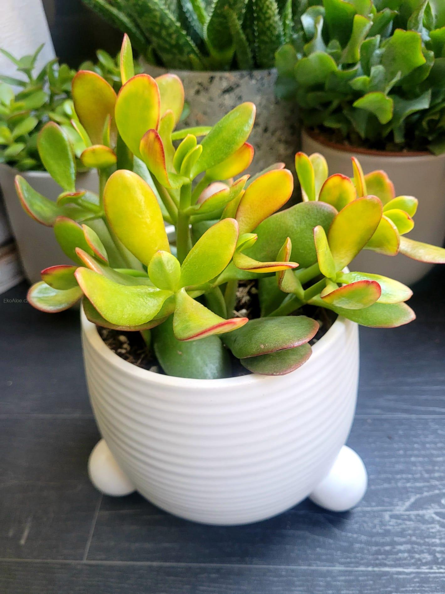Crassula ovata Sunset