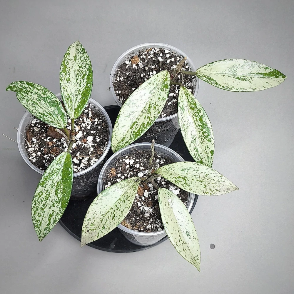 Hoya Pubicalyx Splash