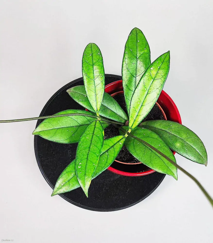 Hoya crassipetiolata