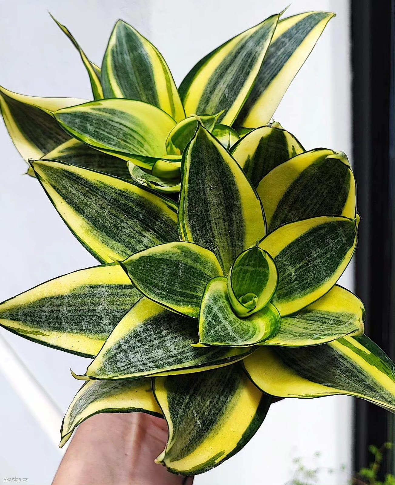 Sansevieria trifasciata Golden Hahnii 'baby'