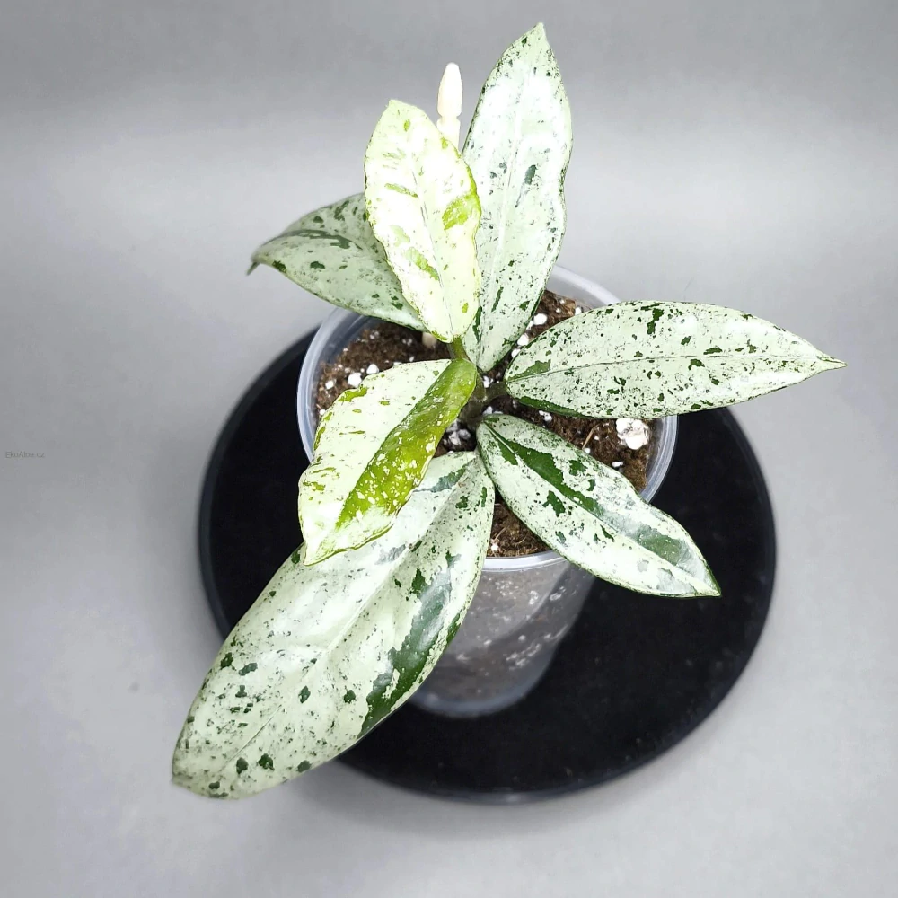 Hoya carnosa Wilbur Graves Russia