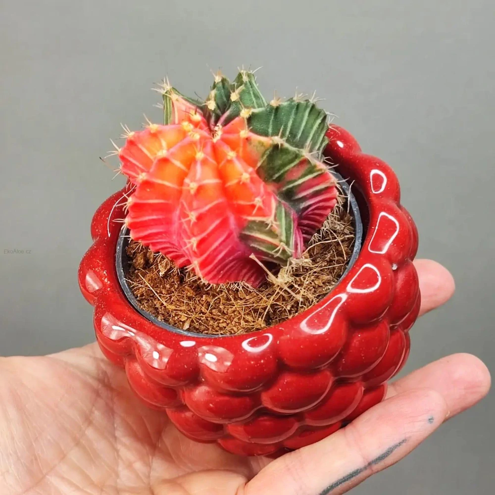 Gymnocalycium Variegata
