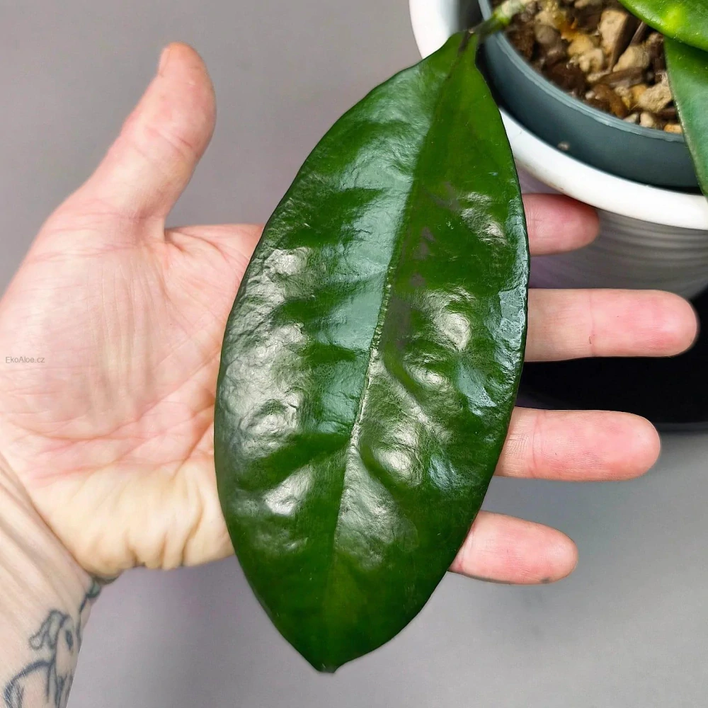 Hoya Amoena