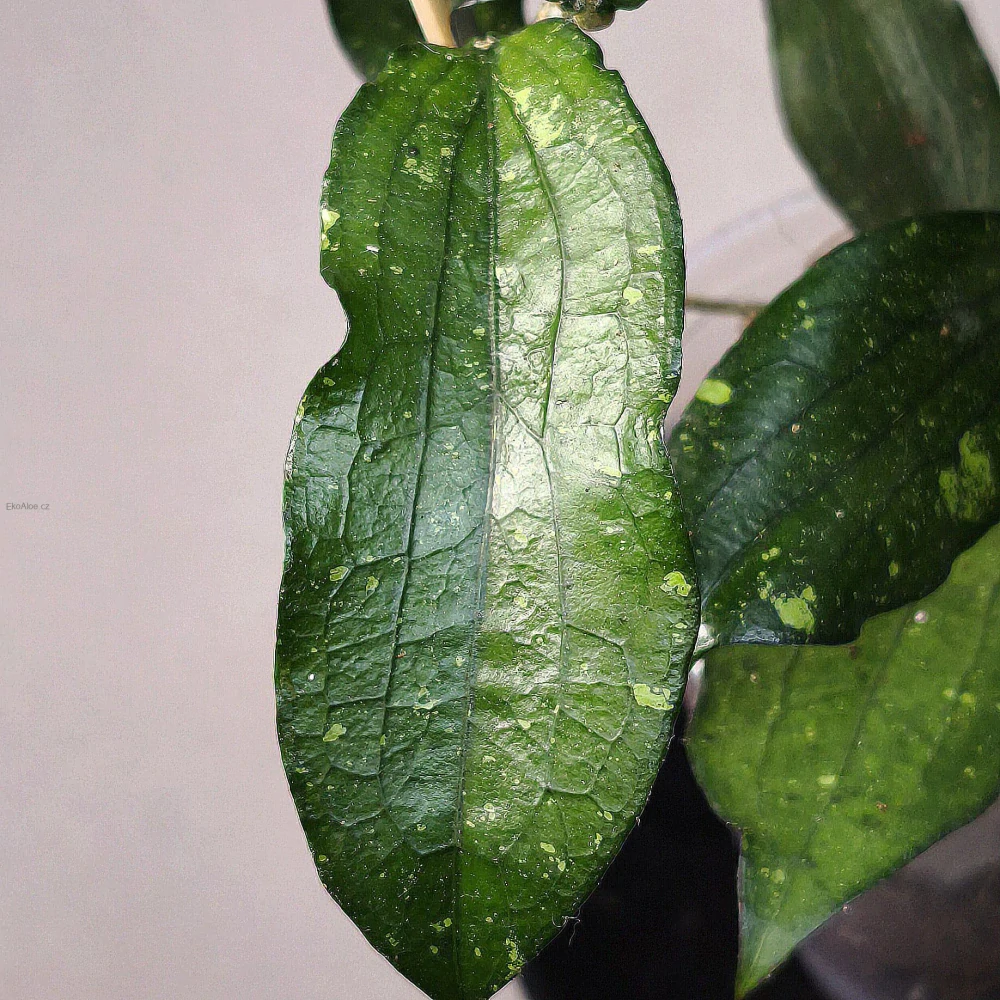 Hoya Erythrina