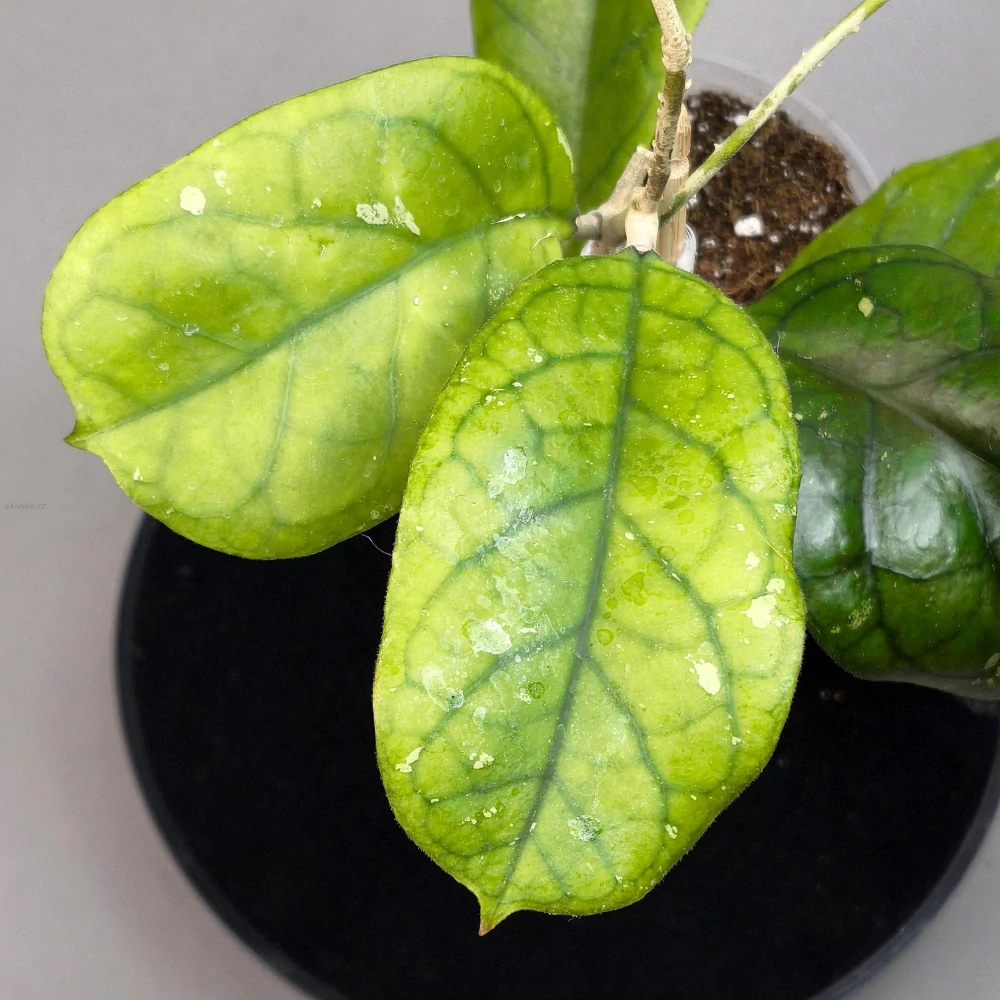 Hoya cv. Viola