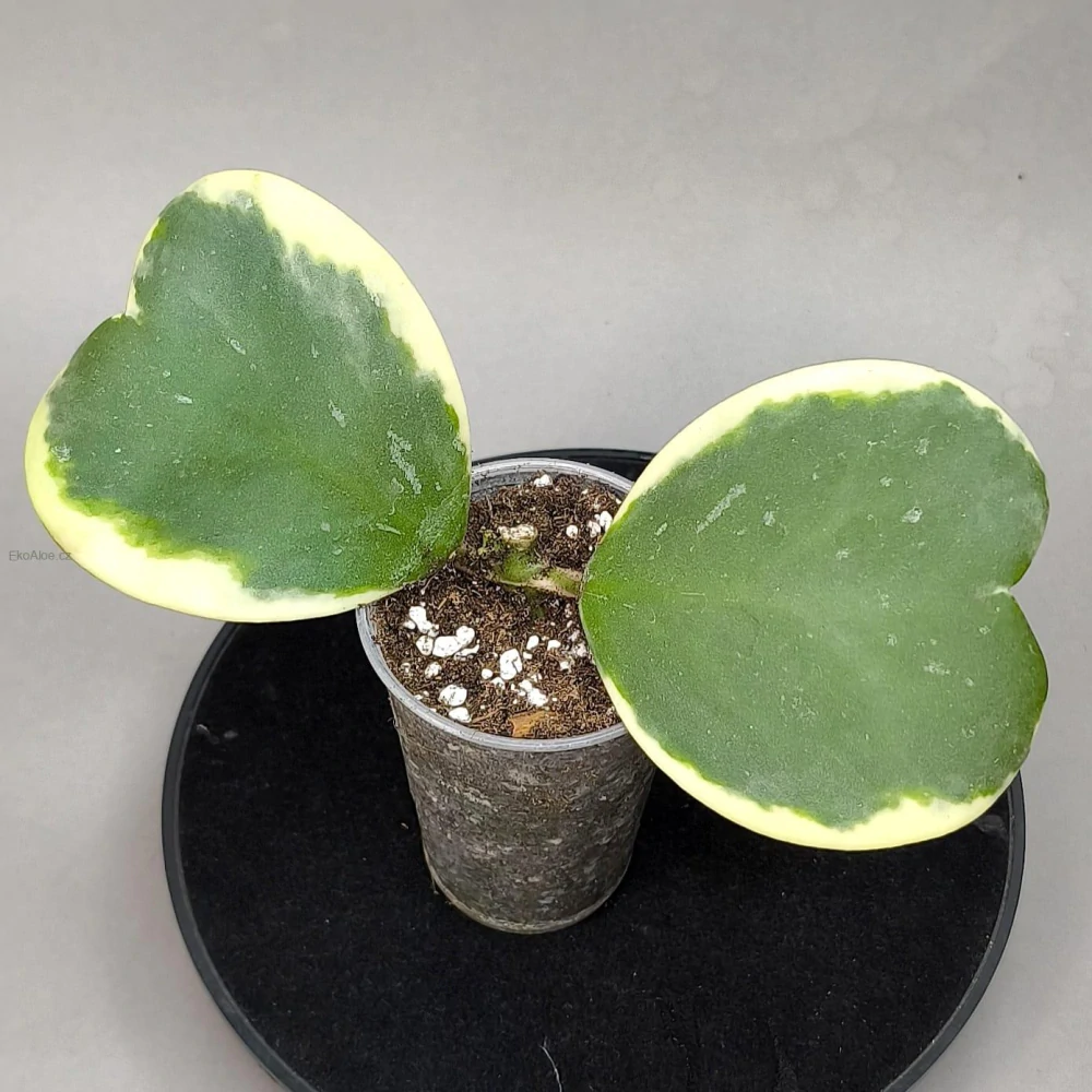 Hoya kerrii Variegata
