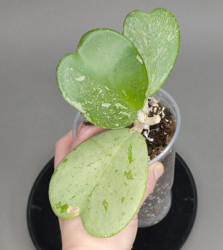 Hoya kerrii Splash