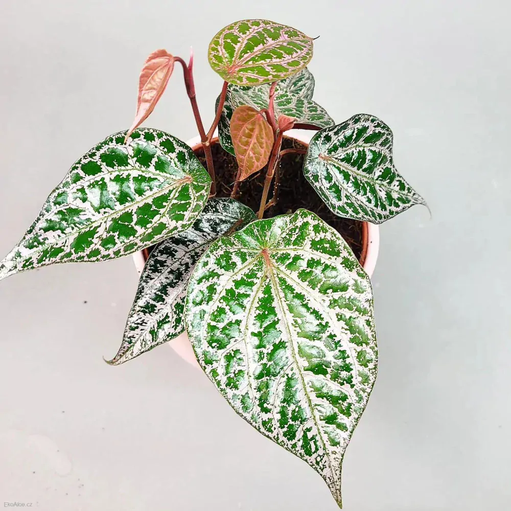 Celebeský pepř (Piper crocatum)