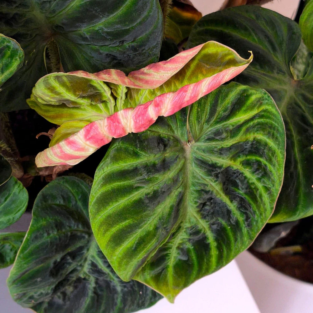 Philodendron Verucossum