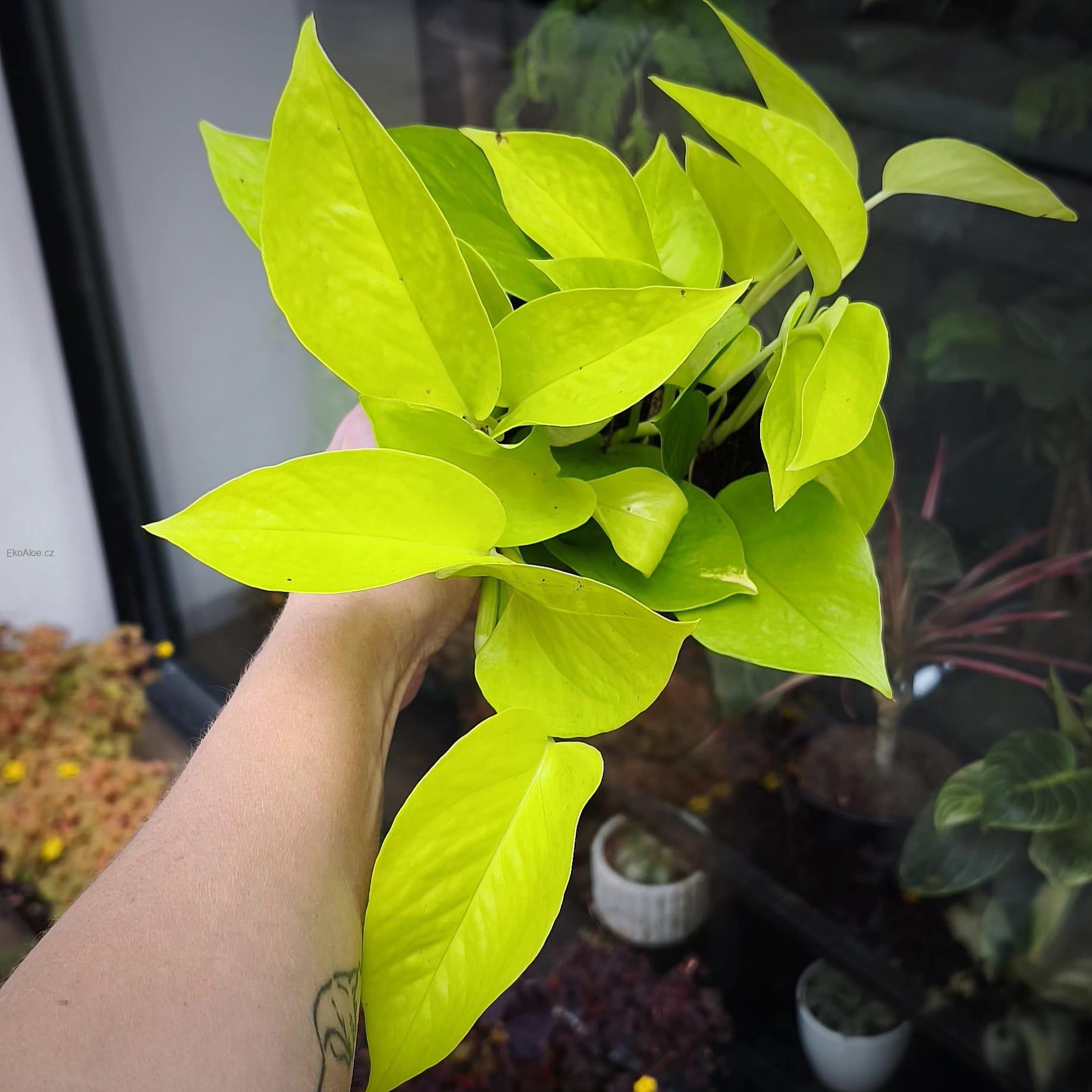 Epipremnum aureum Neon