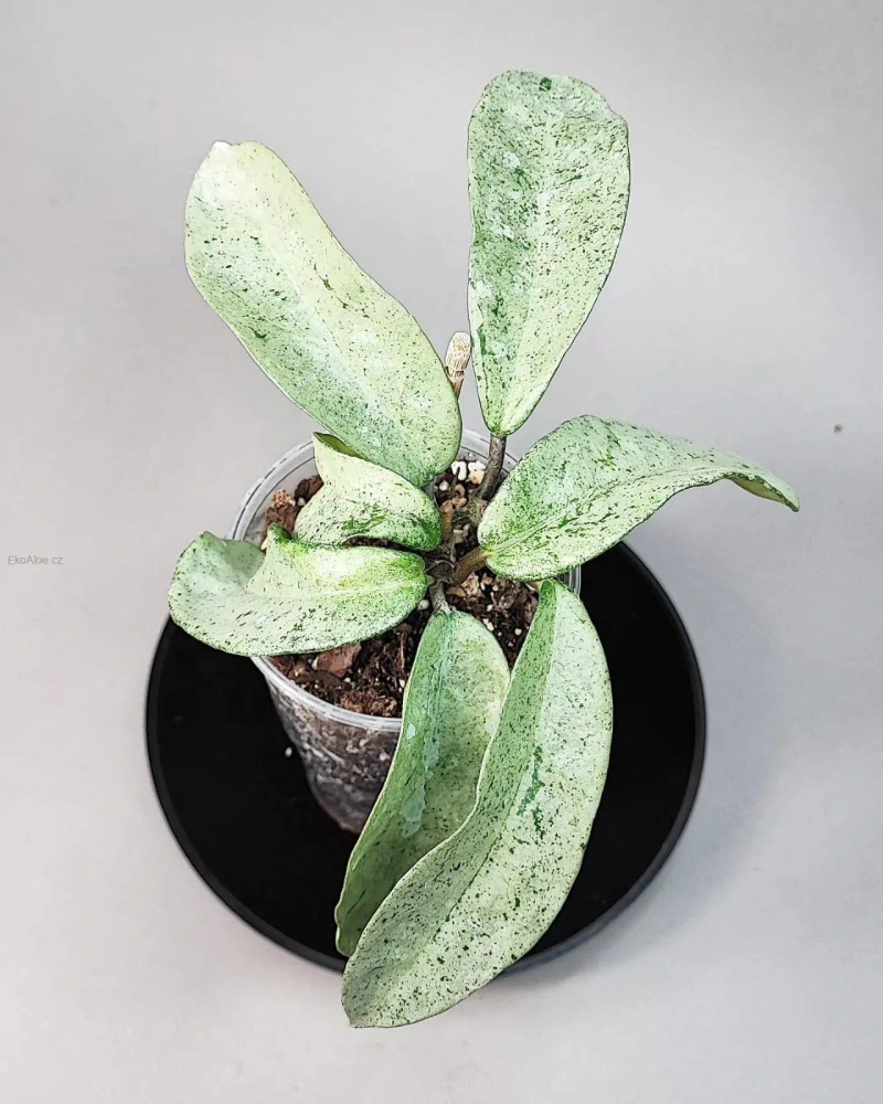 Hoya carnosa 'grey Ghost'