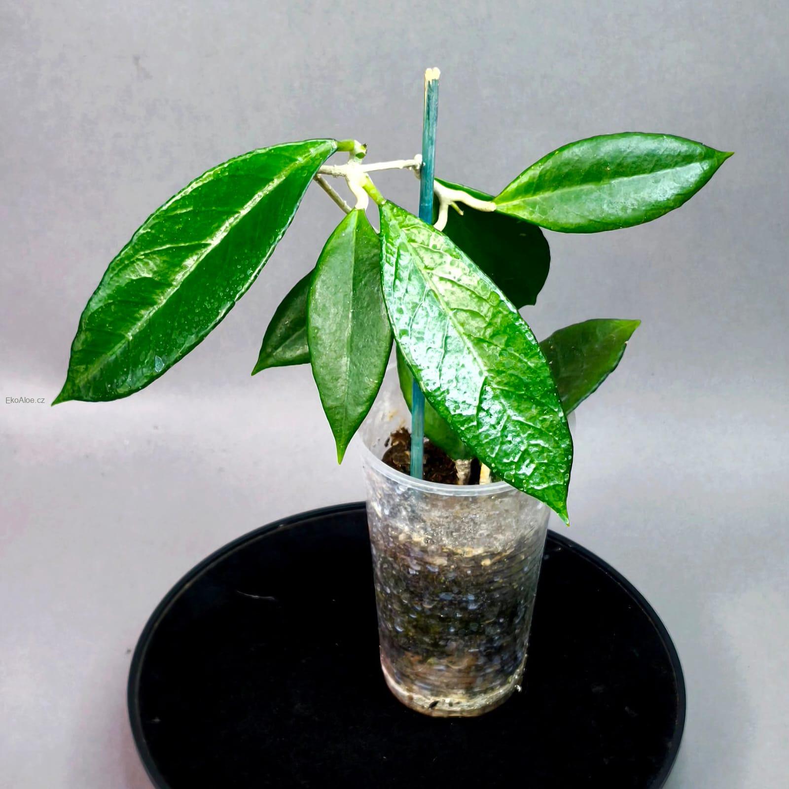 Hoya sp Timor Leste