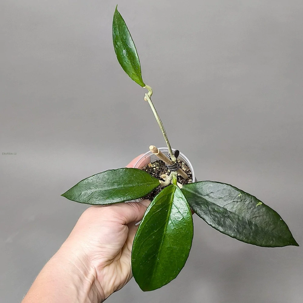 Hoya sp Timor Leste