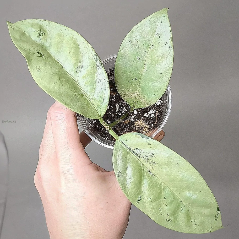 Hoya Coriacea Silver
