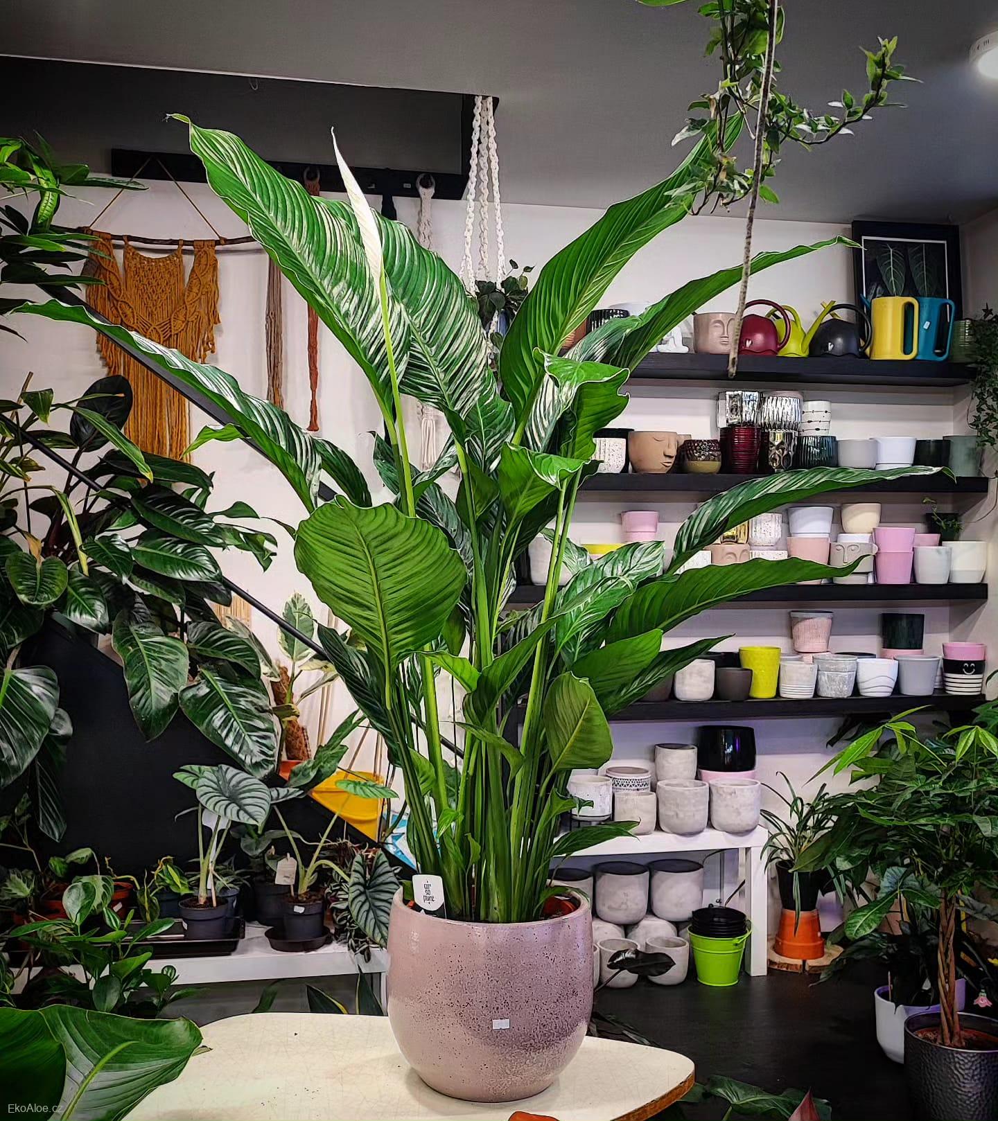 Spathiphyllum Sebastiano XXL