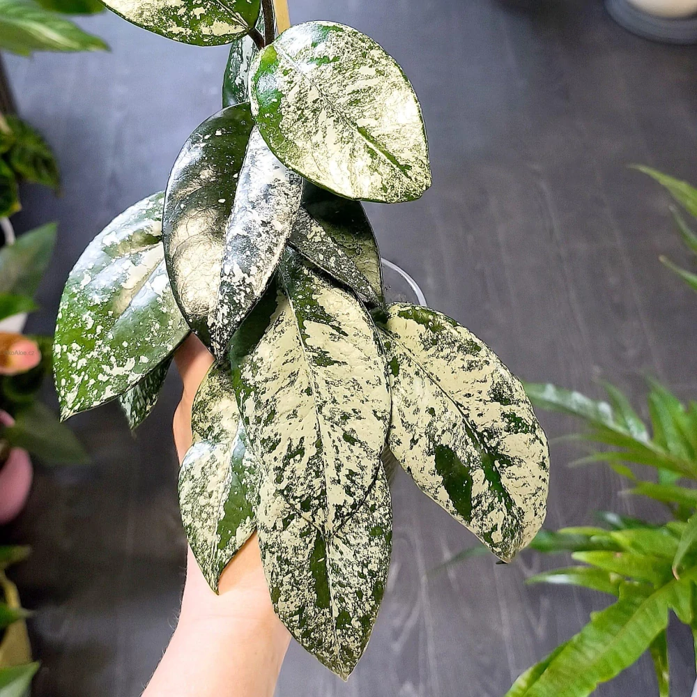 Hoya carnosa silver splash