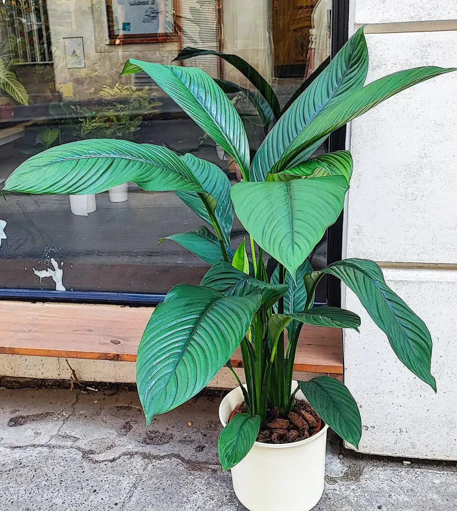 Spathiphyllum Sensation XXL