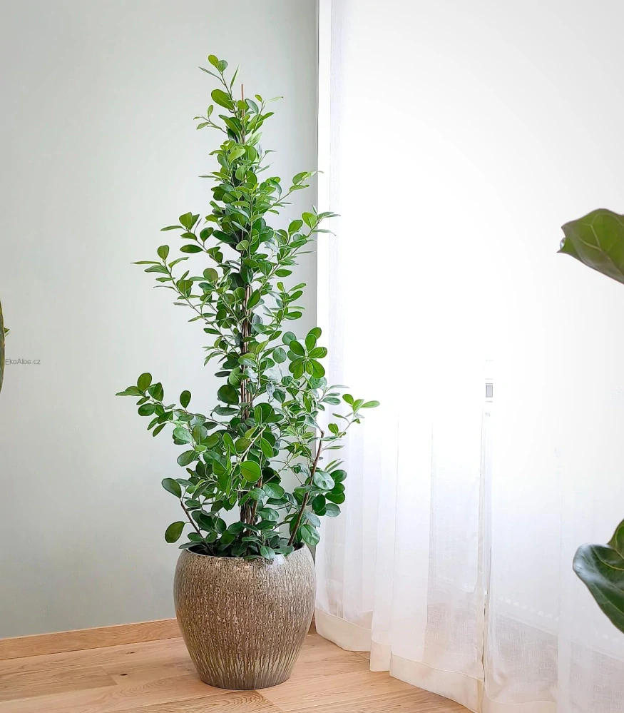 Ficus microcarpa Moclame