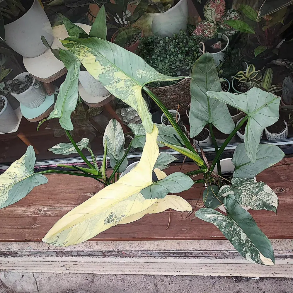 Philodendron Hastatum variegata řízek k zakořenění