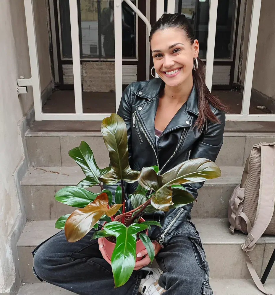 Philodendron Florida Bronze