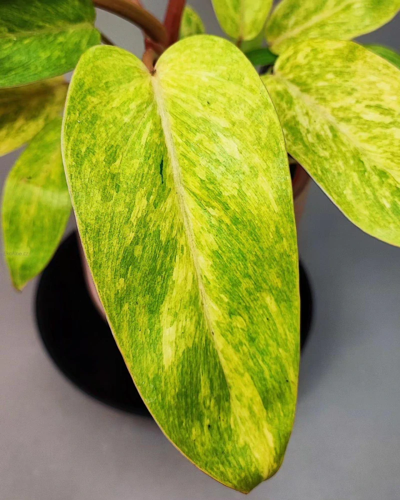 Philodendron Painted Lady