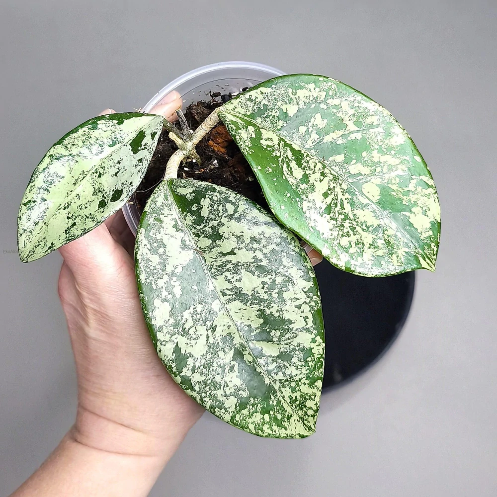 Hoya carnosa Freckles